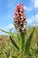 Dactylorhiza incarnata